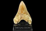 Serrated, Fossil Megalodon Tooth - West Java, Indonesia #161695-2